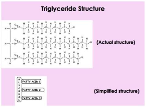 tygdispo|The triglyceride.